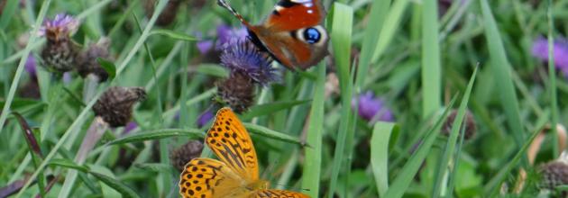 Tagpfauenauge und Kaisermantel