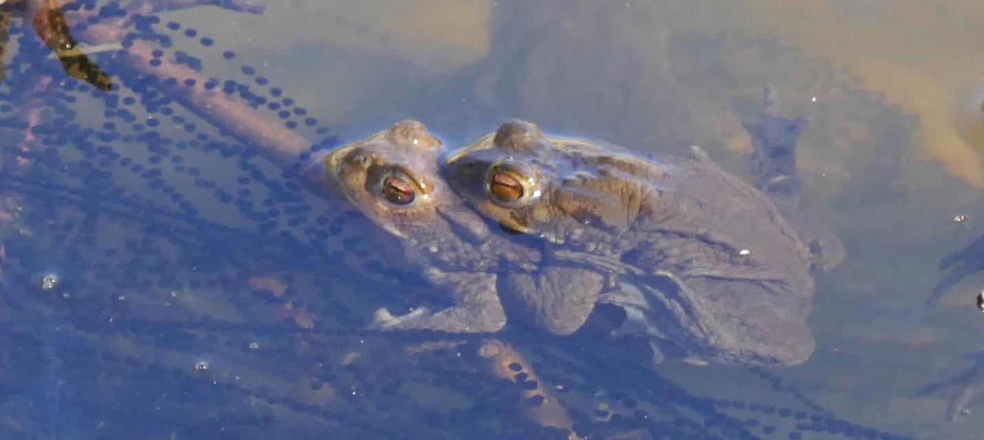 Amphibienschutz