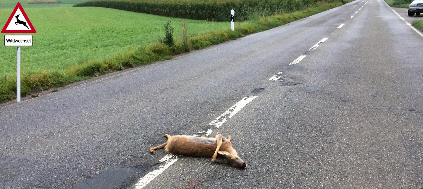 Wildtierunfall