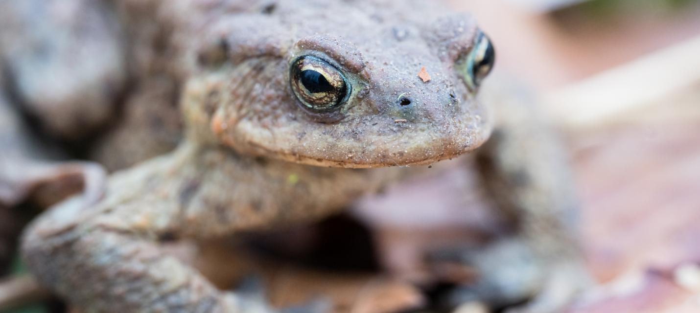 Erdkröte