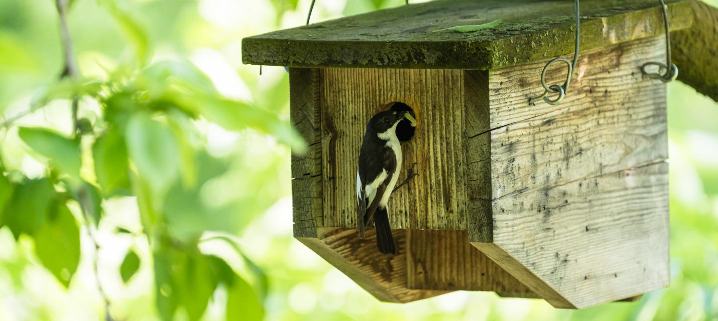 Trauerschnäpper und Vogelhaus