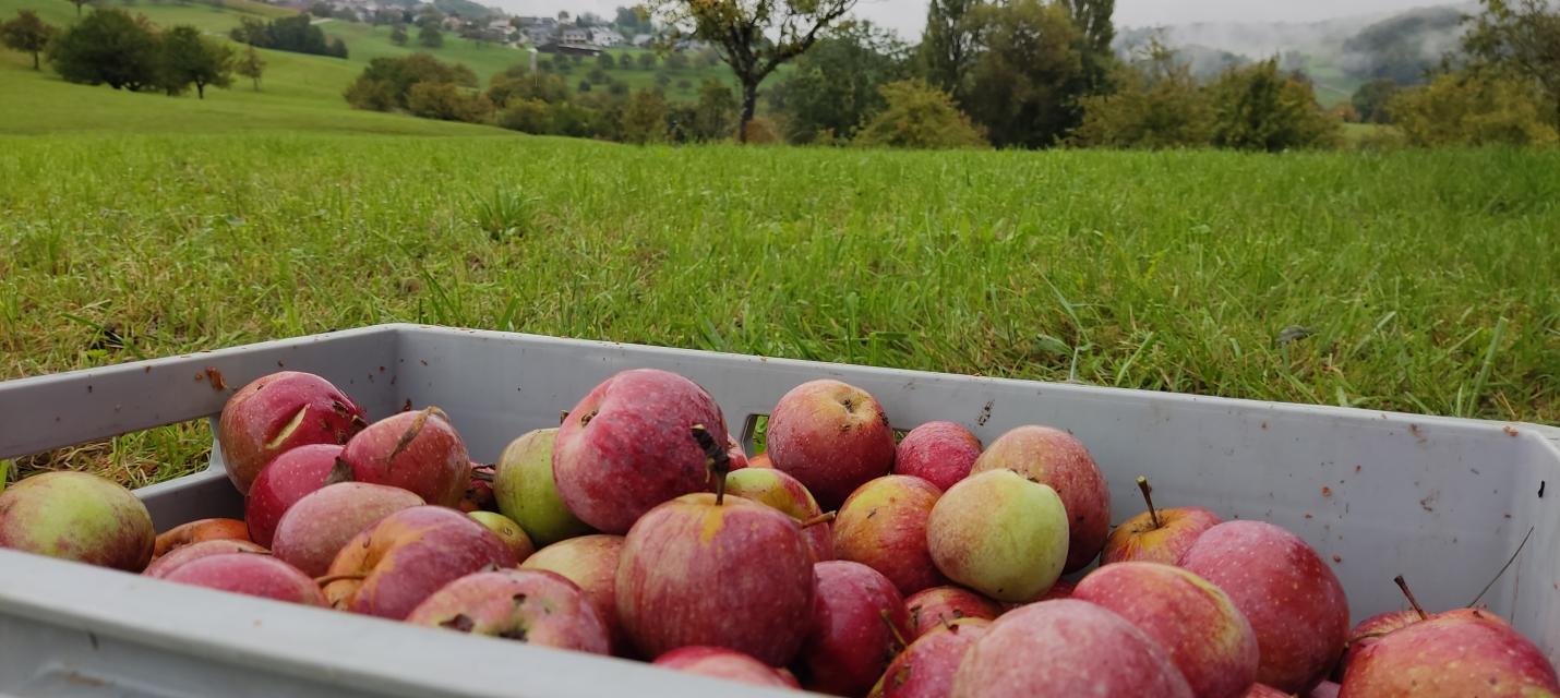 Kiste Äpfel in Baselbieter Landschaft