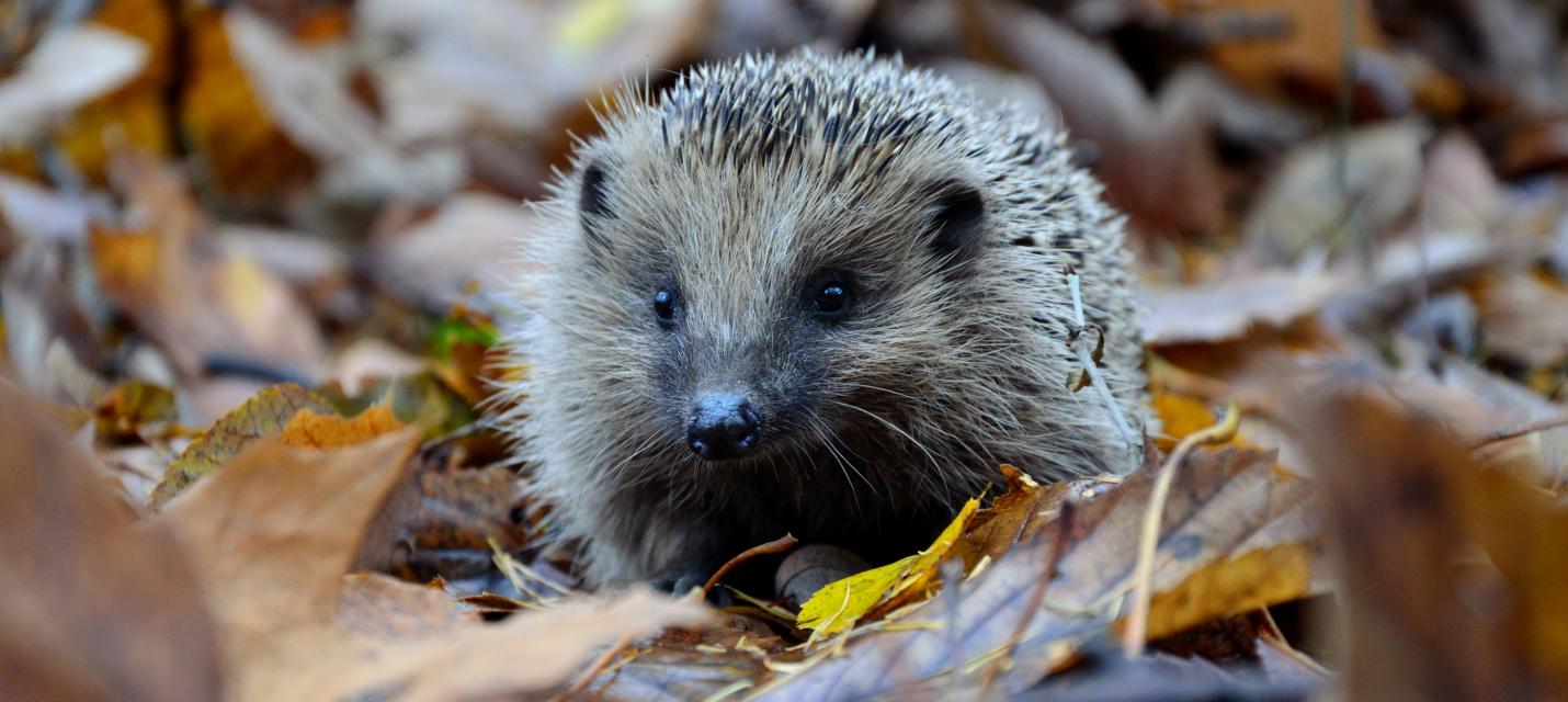 Igel in Herbstlaub