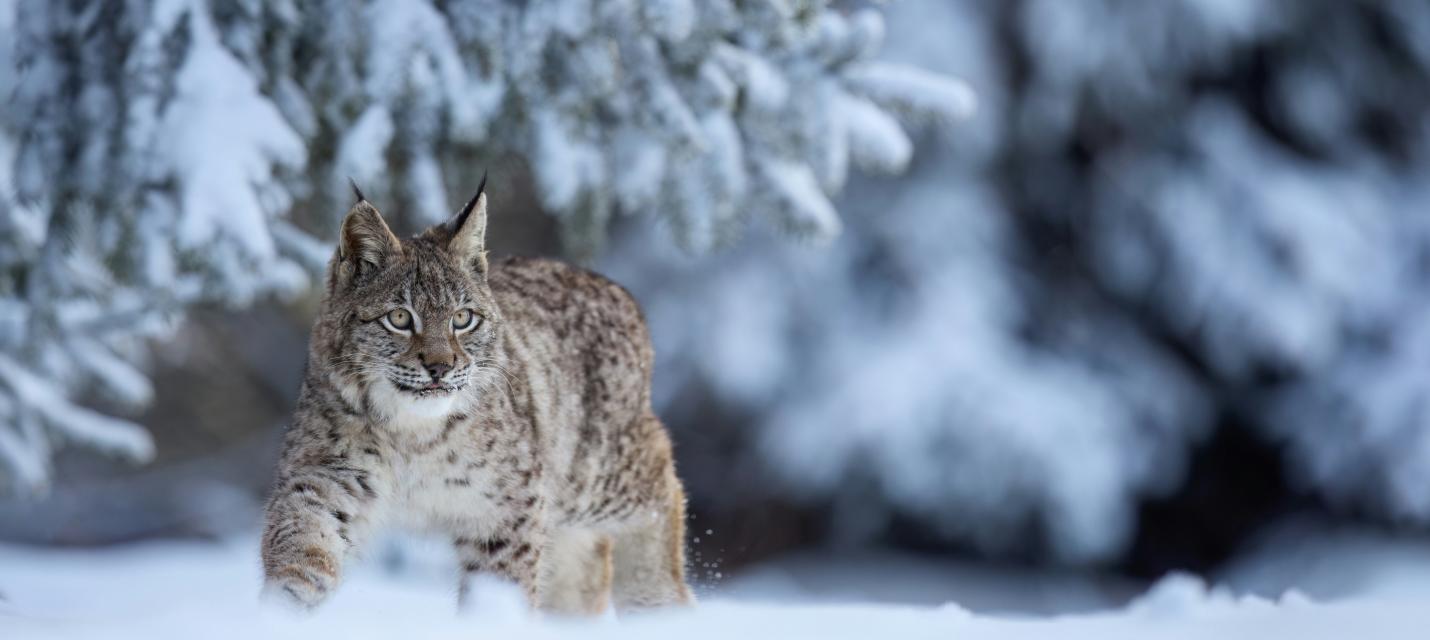 Luchs im Schnee