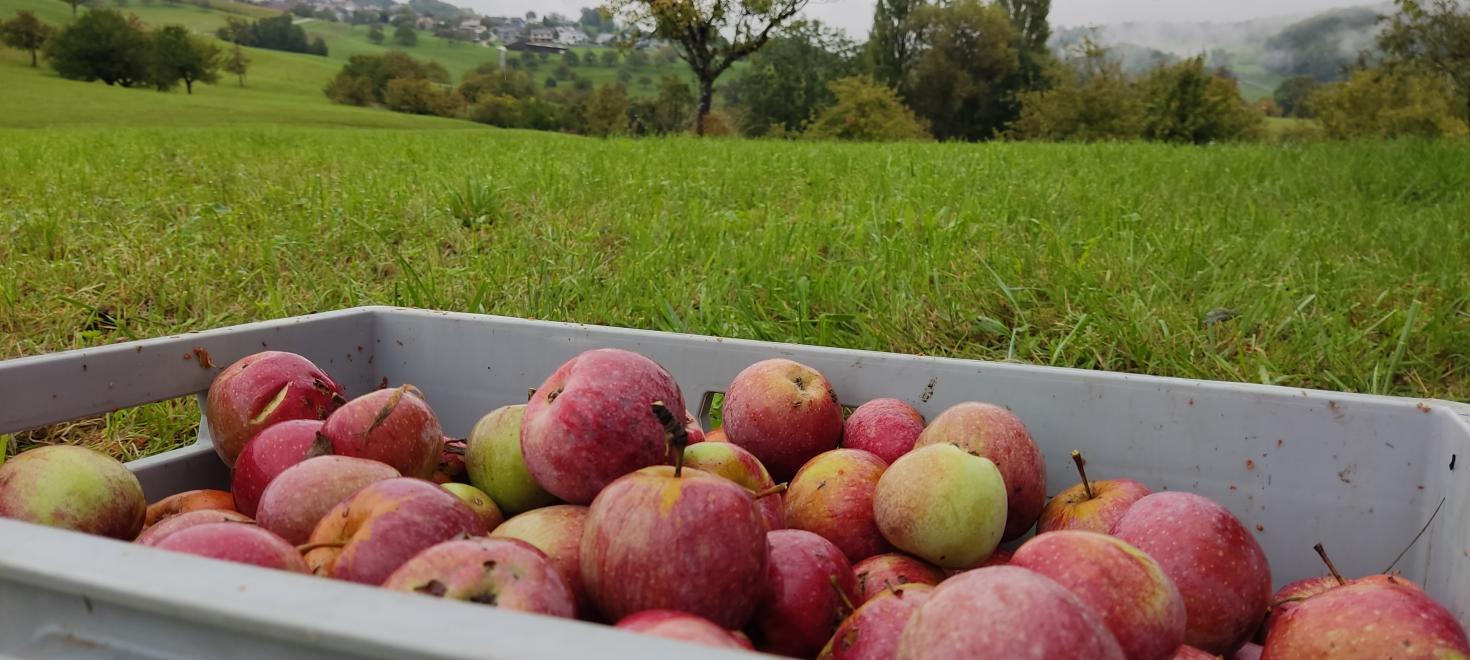 Kiste Äpfel vor Baselbieter Landschaft