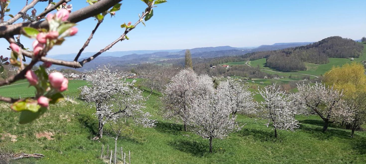 Rosenmatt während Kirschblüte