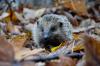 Igel in Herbstlaub
