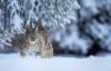 Luchs im Schnee